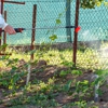 Bee Wise Pest Control gallery