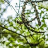 Aiken's Tree Service gallery