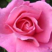 Gallery Image Number 1