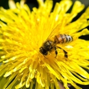 BeeSafe Pest Control - Bee Control & Removal Service