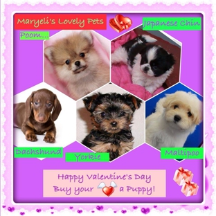 Maryeli's Lovely Pets - Sunrise, FL