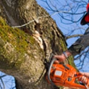 Towle Hill Tree & Timber - Arborists