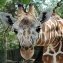 Brookfield Zoo - Zoos