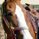 Castle Garden Stables - Stables