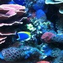 Tropical Fish Bowl - Pet Stores
