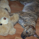 Alone at Home Pet Services, Inc - Pet Services