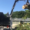 Kansas City Tree Care, LLC gallery