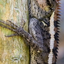 Trapline Pest Solutions - Pest Control Services