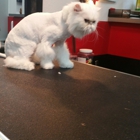 Canine Creations Pet Salon