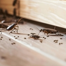 Braman Termite & Pest Elimination - Pest Control Equipment & Supplies