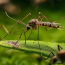 Crown Termite Control - Pest Control Equipment & Supplies