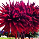 Dan's Dahlias - Home Builders