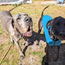 16 Paws - Pet Boarding & Kennels