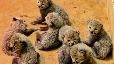 Baby Cheetahs from the St. Louis Zoo.