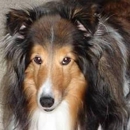 Creature Comforts - Pet Sitting & Exercising Services