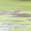 Grand Pines Golf Course gallery