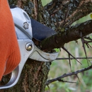 Affordable Arborist Tree Care, Inc - Stump Removal & Grinding