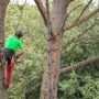 Chuckwood Tree Service