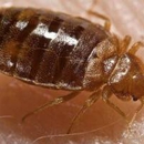 ABLE Pest Control - Termite Control