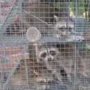 Animal Removal Volunteer Wildlife Control - Animal Removal Services