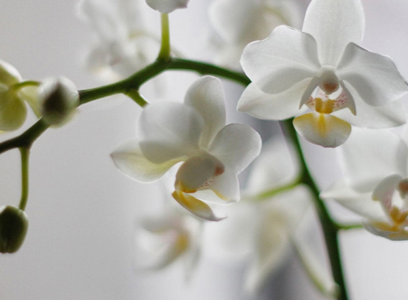 Salamander Village Florist - Salamander Bay, NSW