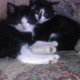 Love Four Paws Rescue, Inc. - CLOSED