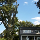 AMERICAN TREE EXPERTS & LANDSCAPING