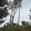 Top Notch Tree Care, Inc. - Tree Service