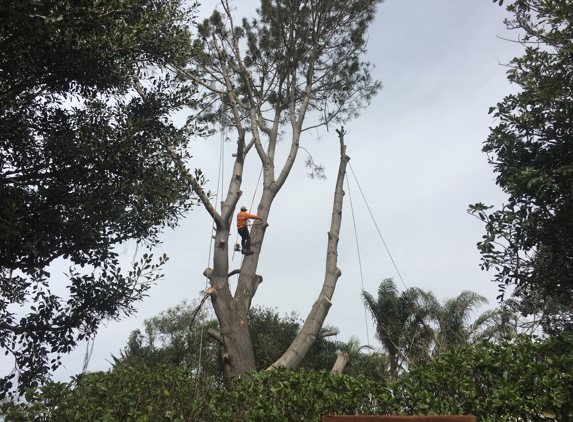 Top Notch Tree Care, Inc. - Escondido, CA