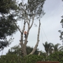 Top Notch Tree Care, Inc.