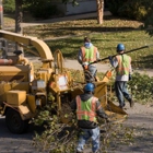 Best Tree Care