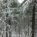 Beavers Bend Log Cabins - Lodging