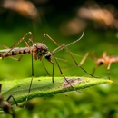 Frank's Pest Management - Pest Control Equipment & Supplies