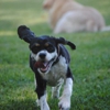 Saalo Farms Pampered Pet Boarding gallery