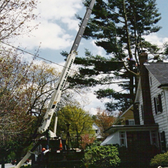 Boston  Tree Company - Needham, MA