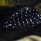 Pet Fish Matrix