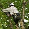 Norman Tree Services gallery