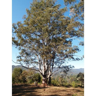 Arbpro Tree Specialists - Moonee Beach, NSW