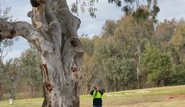 Local Tree Care - Baranduda, VIC