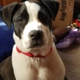 Pet Vet Family Pet Care