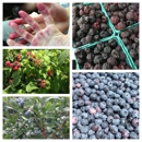 The Green Barn Berry - Fruit & Vegetable Growers & Shippers