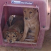 Caring For Canines gallery