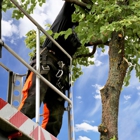 Advanced Tree & Stump Removal