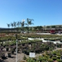 Evergreen Nursery