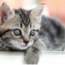 Paw Patch Animal Hospital - Pet Services