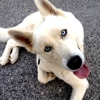 All Dogs Unleashed Dog Training San Antonio gallery
