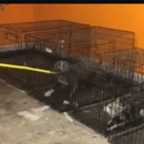 NYDogWorks - Pet Boarding & Kennels