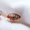 Jackson Mosquito Control gallery