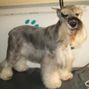 Miami Beach Mobile Pet Grooming - Pet Services