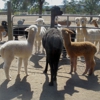 Mini Pet Mart gallery